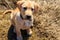 Cute labrador retriever puppy sitting on meadow