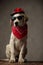 Cute labrador wearing sunglasses, red bandana and hat