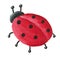 Cute Ladybug from back