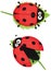 Cute ladybug illustration