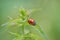 Cute Ladybug is on the stinging nettle