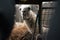 Cute lama chewing its food in a cage with a group of lamas in a blurred background