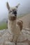 Cute lama in Machu Picchu ancient town