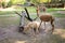 Cute lamas in zoological garden