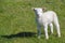 Cute lamb