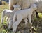 Cute lamb against ewe