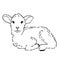 Cute lamb doodle sketch. Hand drawn image of a small sheep