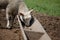 Cute lamb feeding from a trough