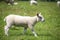 Cute lamb in a grassy meadow. Taken in Scotland, United Kingdom.