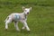 Cute lamb in green field