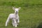 Cute lamb in green field