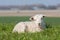 Cute lamb lying in grass, The Netherlands