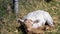 Cute lamb lying on pasture in spring