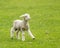 Cute lamb in meadow in New Zealand