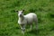 Cute Lamb near Conistone, Wharfedale, Yorkshire Dales, England