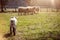 Cute lamb running to the sheep flock, animal welfare