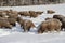 Cute lamb in snow with many sheep in winter meadow