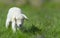 Cute lamb in spring