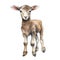 Cute lamb watercolor illustration, animals and farm clipart