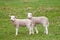 Cute Lambs