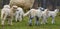 Cute lambs close up