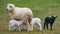 Cute lambs close up