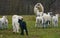 Cute lambs close up