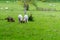 Cute lambs eating grass next to tree stump in spring