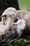 Cute lambs on field in spring