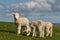 Cute lambs grazing on fresh grass