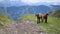 Cute lambs in mountain landscape