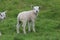 Cute lambs plays on the grass at meadows in springtime season in the Netherlands. .