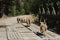 Cute lambs running on bridge in summer