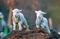 Cute lambs running at farm in spring time