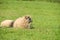 Cute lambs sleeping down in the meadow after a good meal