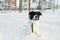 Cute landseer dog standing in a deep snow, legs burried. Trees in background.