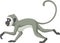 Cute langur monkey cartoon running
