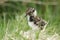 A cute Lapwing chick, Vanellus vanellus, standing in the long grass in the moorlands of Durham, UK.