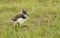 A cute Lapwing, Vanellus vanellus, chick searching for food in the marshland.