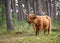 Cute large brown Scottish Highland wild cow with long horns in the Germany forest.