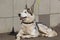 A cute large husky dog lying against the wall, looks at the photographer and waits for the owner. Sunny day. Pets.