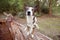 Cute large mixed breed dog in a forest