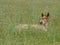 Cute Laying Down Foal