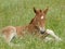 Cute Laying Down Foal