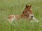 Cute Laying Down Foal