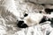 Cute lazy black and white cat with moustache playing with mouse toy on bed. Funny kitty resting and playing on stylish sheets.