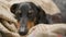 Cute lazy dachshund dog is sweetly dosing on a warm blanket and can barely open its sleepy eyes, front view, close up