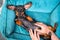 Cute lazy dachshund puppy poses with belly up in pet bed while human makes him relaxing massage, top view. Wellness and