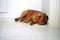 Cute lazy dog of Dogue De Bordeaux French Mastiff