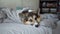 Cute lazy dog Welsh Corgi is sleeping in bed, early morning, wake up concept
